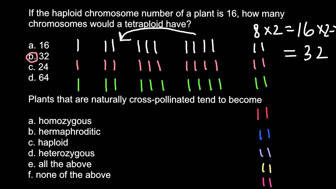 Can a tetraploid mate with a diploid?