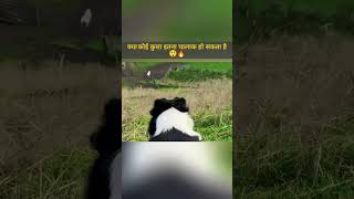 Download lagu Single-handedly managed the entire herd 😱🐶 mp3 Download lagu Single-handedly managed the entire herd 😱🐶 mp3