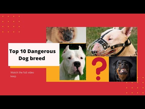 Top 10 Dangerous Dog Breeds | Noora-THE DOGOARGENTINO
