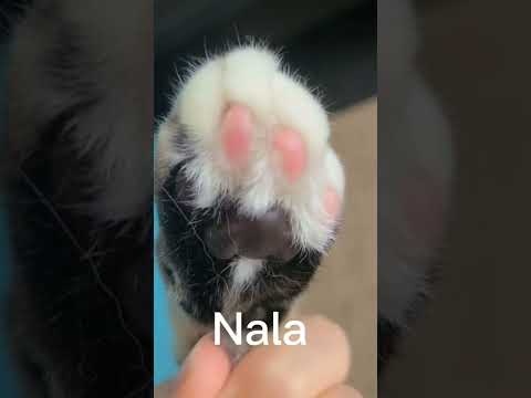 Paw beans, the paw pad color difference between my cats