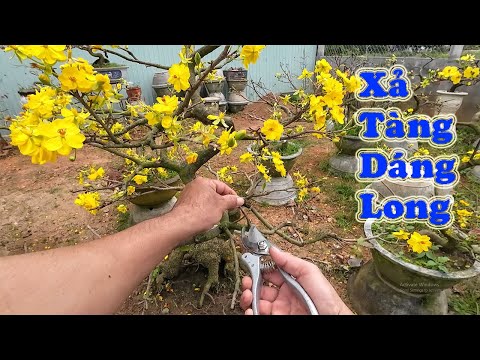 Xả Tàng Mai Dáng Long. P1