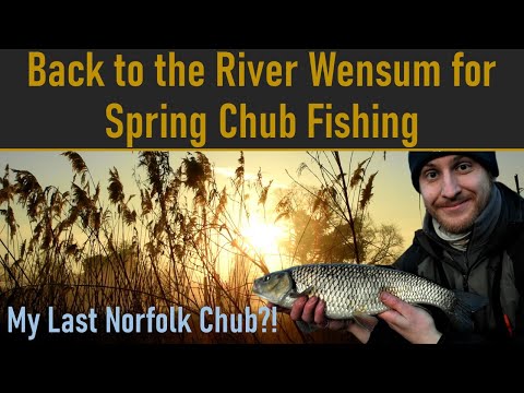 Back to the River Wensum for Spring Chub Fishing: River Foss Fishing - Ep. 39