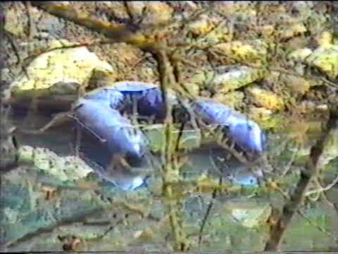 11.КРУПСКА БРИГАДА ЗАРОБИЛА ДЕСАНТНЕ ЧАМЦЕ 505.БУЖИМСКЕ БРИГАДЕ