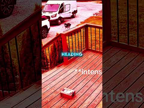 Amazon Driver Vs Angry Husky! 🐾