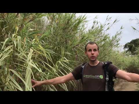 Warum ist eine Rhizomsperre bei Bambus empfehlenswert // Gartenschlau.com