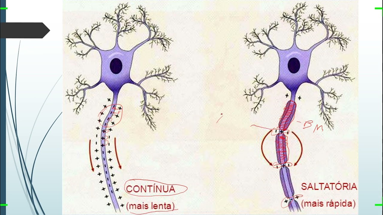 NEUROFISIOLOGIA #PARTE 6 - CONDUÇÃO CONTÍNUA E CONDUÇÃO SALTATÓRIA (PROPAGAÇÃO DO POTENCIAL DE AÇÃO)