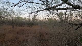 Peaceful Texas Morning watching Does Feed
