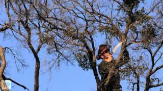 Dr. Ugly Tree Service | Tree Removal | Memphis, TN