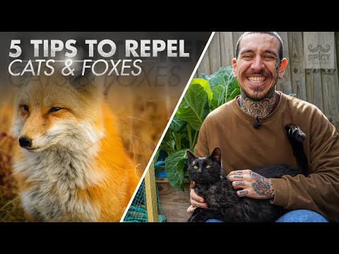 5 Tips to Protect your Garden from Cats and Foxes