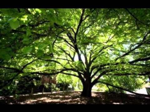 jednom cestom rastu brijestovi