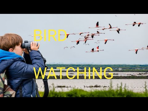 Birding II BIRD WATCHING II #youtubechannelgrow #youtubeshorts
