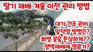 딸기 겨울 이전 조합 관리!! 이파리 관리 염류 관리 1화방 출뢰!! 대기 습도 관리 방법!!!