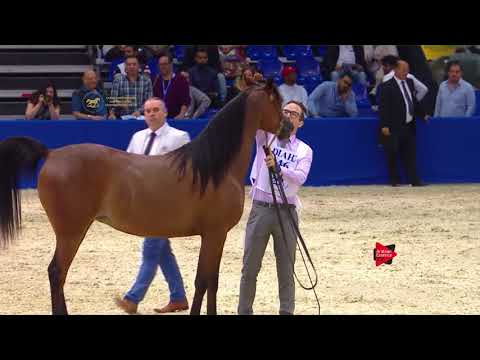 46 SERANZA Dubai 2018