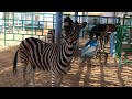 MATING ZEBRA ZOO Zebra Zoo Animalreproduction