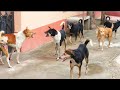 STREET DOG FIGHT || DOG FIGHT VIDEO 🐕DOGS BARKING, STUDY THE NATURE OF DOGS IN RAINY SEASON