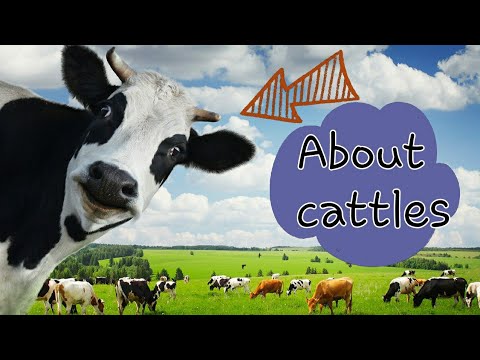 , title : '🍃🐄🐄About Cattles || The life of Cattles || Behavior of Cattle🌿🌿🌿'