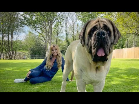 THE ENGLISH MASTIFF - THE WORLD'S HEAVIEST DOG 썸네일