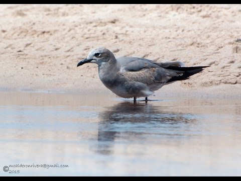 RE: Leucophaeus atricilla