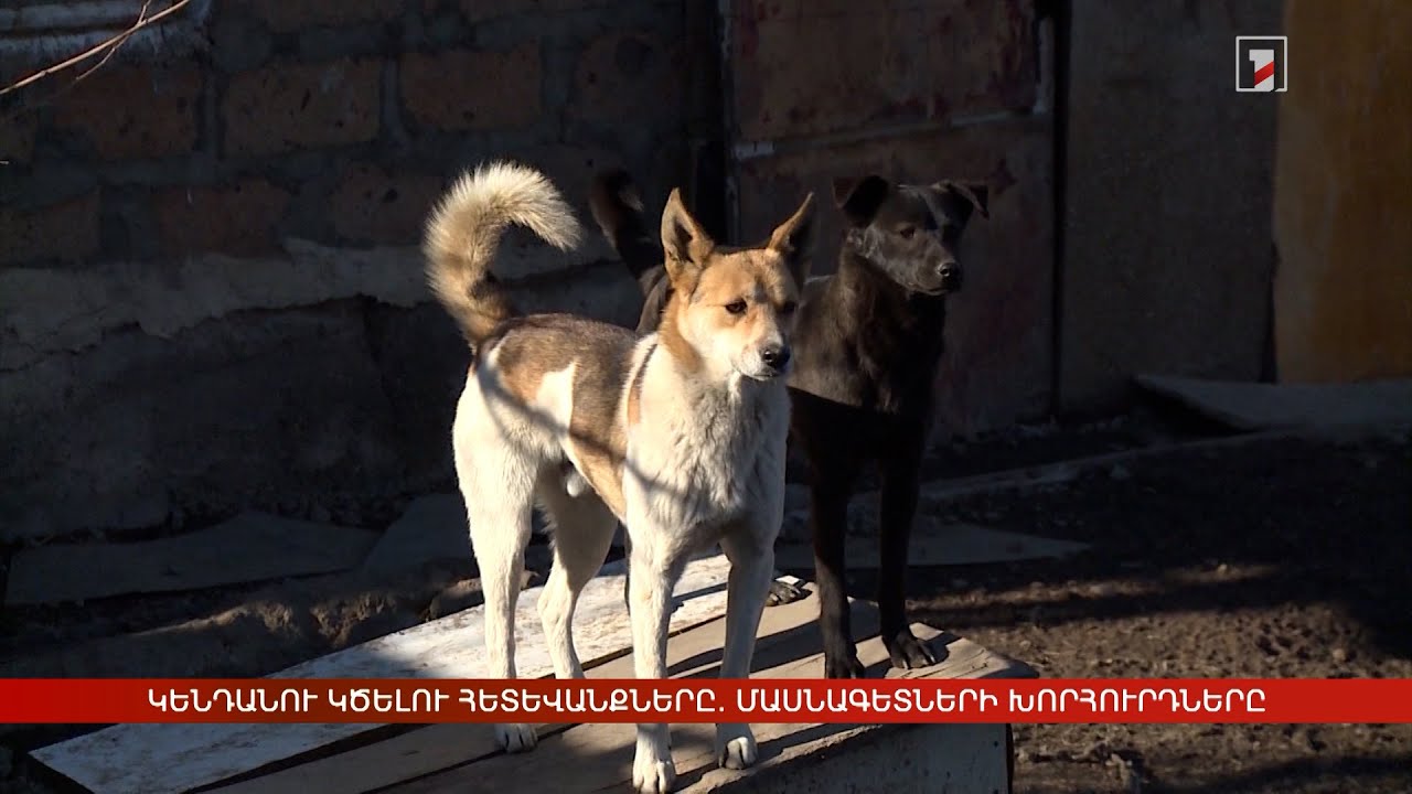 Կենդանու կծելու հետևանքները. մասնագետների խորհուրդները