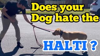 Does your dog hate the Halti Try this!