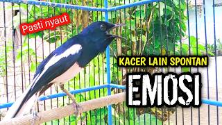Download lagu KACER LAIN SPONTAN EMOSI PASTI NYAUT ON !! PANCINGAN KACER GACOR PASTI NYAUT AMPUH. mp3