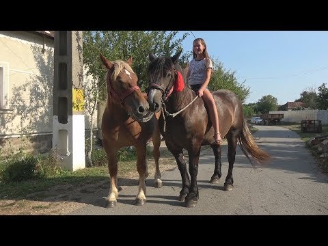 Caii lui Nicu de la Ceica, Bihor 26 august 2017