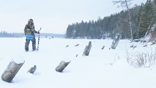 Ловля окуня в коряжнике зимой