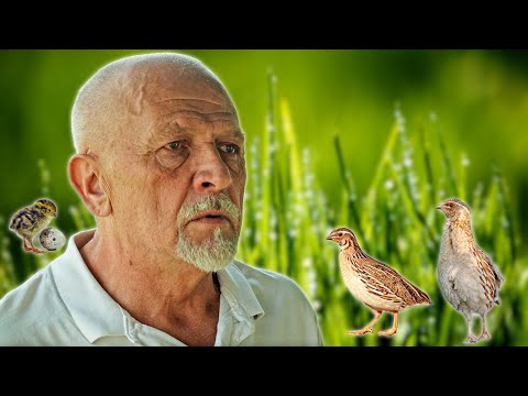 Prepelice su izvor zdravlja i zarade!