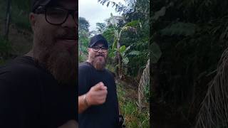 Quem planta come! #shorts #viralshort #shortvideo #prepper #agro #camping #outdoors #vidanaroça #edc