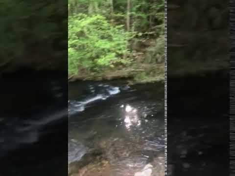 Nice stream along the back.
