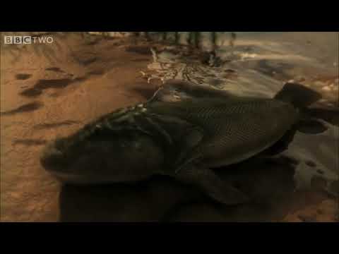 Tiktaalik's First Steps   David Attenborough's Rise of the Animals  Triumph of the Vertebrates   BBC