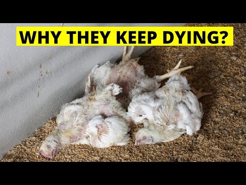 2 REASONS WHY YOUR BROILER CHICKENS KEEP DYING 😭 & REMEDIES TO SAVE THEM