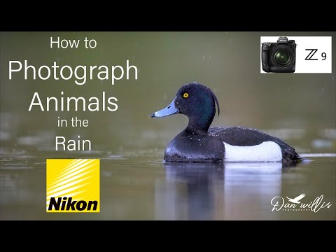 How to Photograph Animals in the Rain