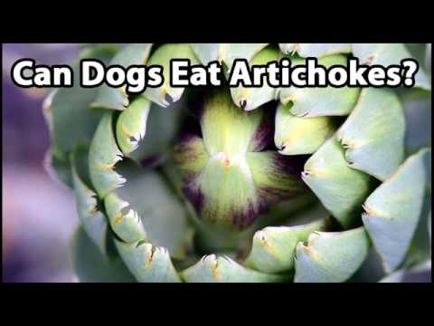 YouTube video about: Are artichokes good for dogs?