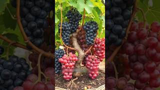 Do you know whether a grape plant can be easily grown using egg and banana?