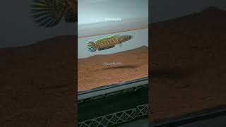 Download lagu cerita semenit-story wa #chanaindonesia #chanalimbata #youtubeshorts #aquarium#fypシ#viral #aquascape mp3