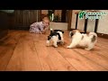 Mixed Breed dogs for sale: Ambria - Video 1