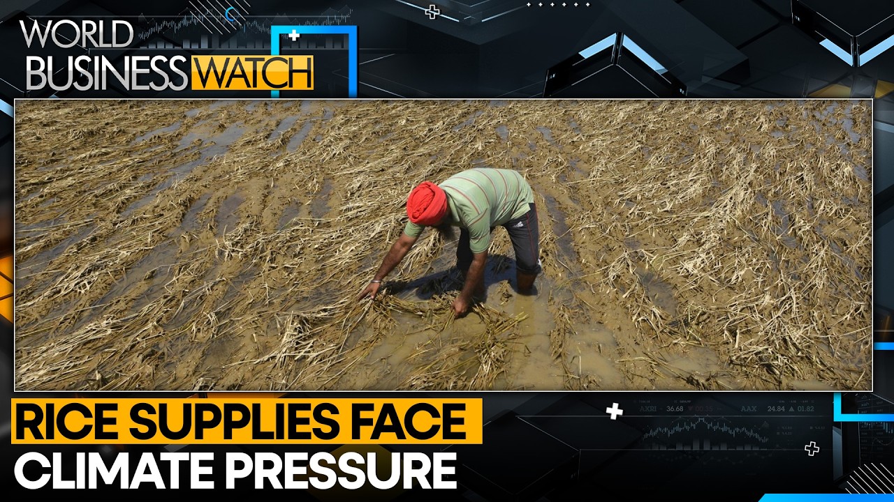 El Nino vs Asia's Rice Belt | WION World Business Watch