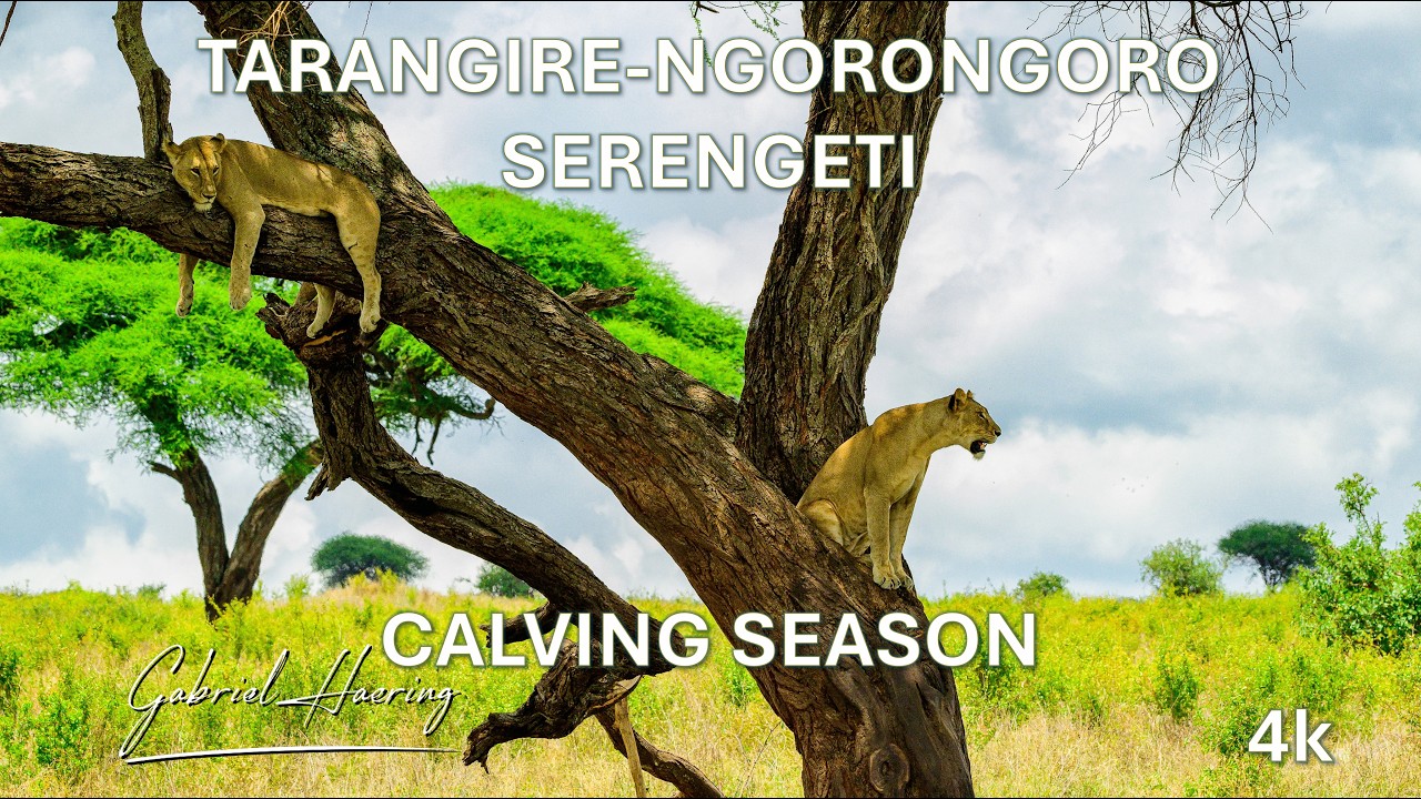 Video fotografia wildlife Sud Tanzania