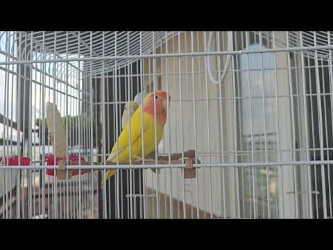 6 Hours of Love Birds Singing Sounds | My Two Excited Lovebirds Chirping Nonstop