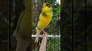 Download lagu Kenari gacor mewah #kenarigacor #kenarispeedrapat #masteranburung #canarysinging #canaryislands mp3