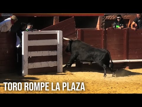 Tordesillas 2024 El Toro Rompe La Plaza