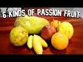 PASSION FRUITS COMPARED Giant Granadilla Banana Passion Fruit Maracuya Weird Fruit Explorer