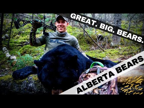 GREAT. BIG. BEARS. - Alberta Black Bears