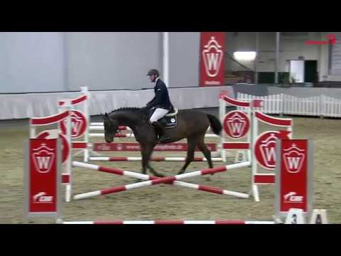 HLP 2019 - Vierjährige Hengste - Holsteiner Coryaro (v. Cornet Obolensky x Quidam de Revel)