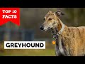 Greyhound - Top 10 Facts