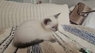 Elsie Blue Point Siamese kitten from Provenance Cats
