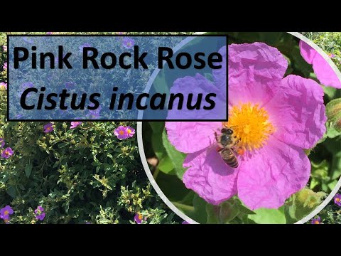 PINK ROCK ROSE (Rockrose) Cistus incanus (Cistus creticus), facts #rockrose #cistus #cotopride