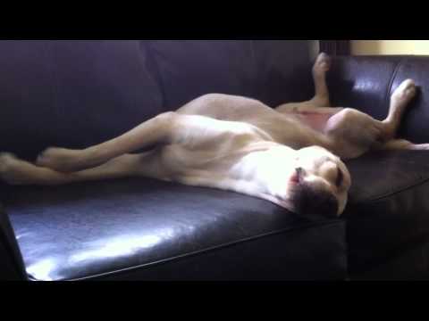 El sueño de los perros