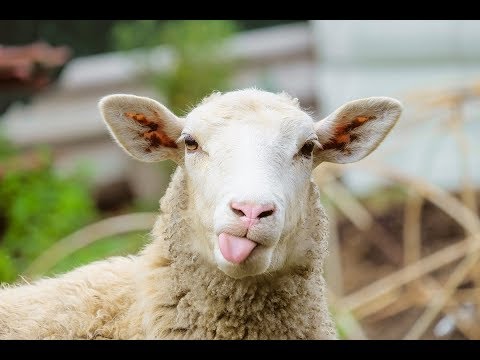 D3MO X STAVRI ON DA BEEP - SAK PASE (NEW, 2018)(D3MO)